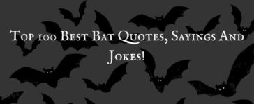 Bat quotes Tinydale