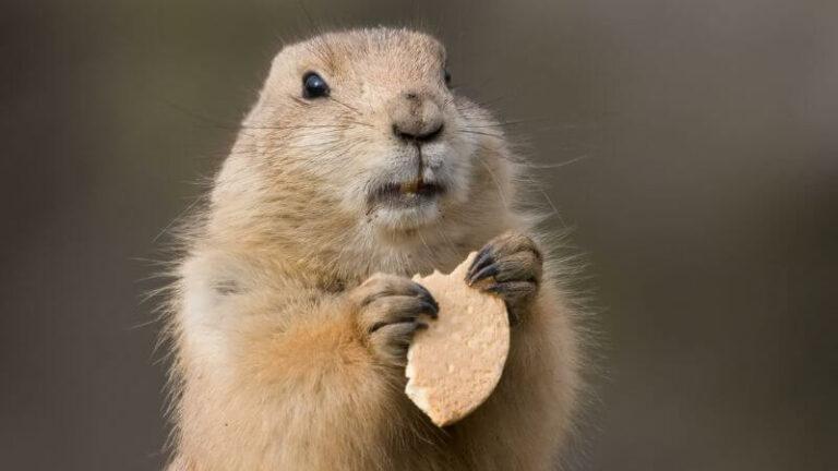 100 Best Groundhog Day Quotes, Sayings And Puns!