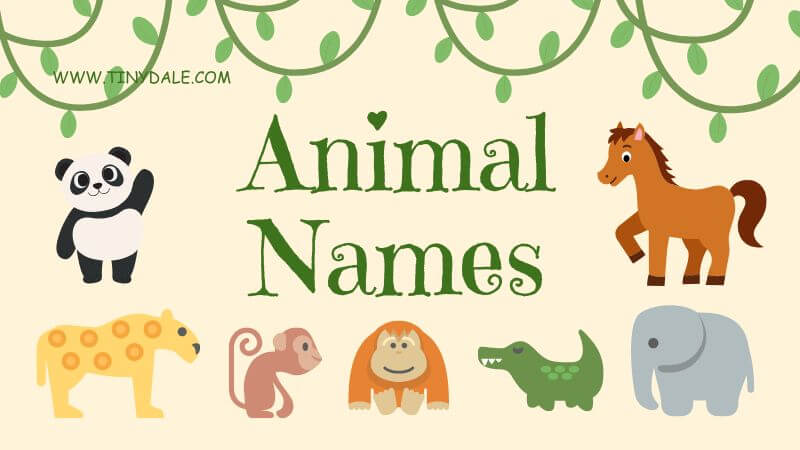 animal names that start with the letter A