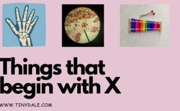 things that begin with x