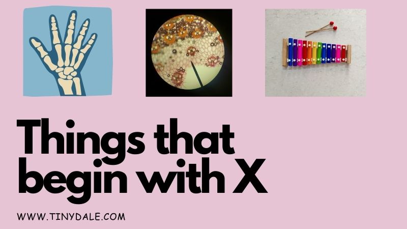 things that begin with x